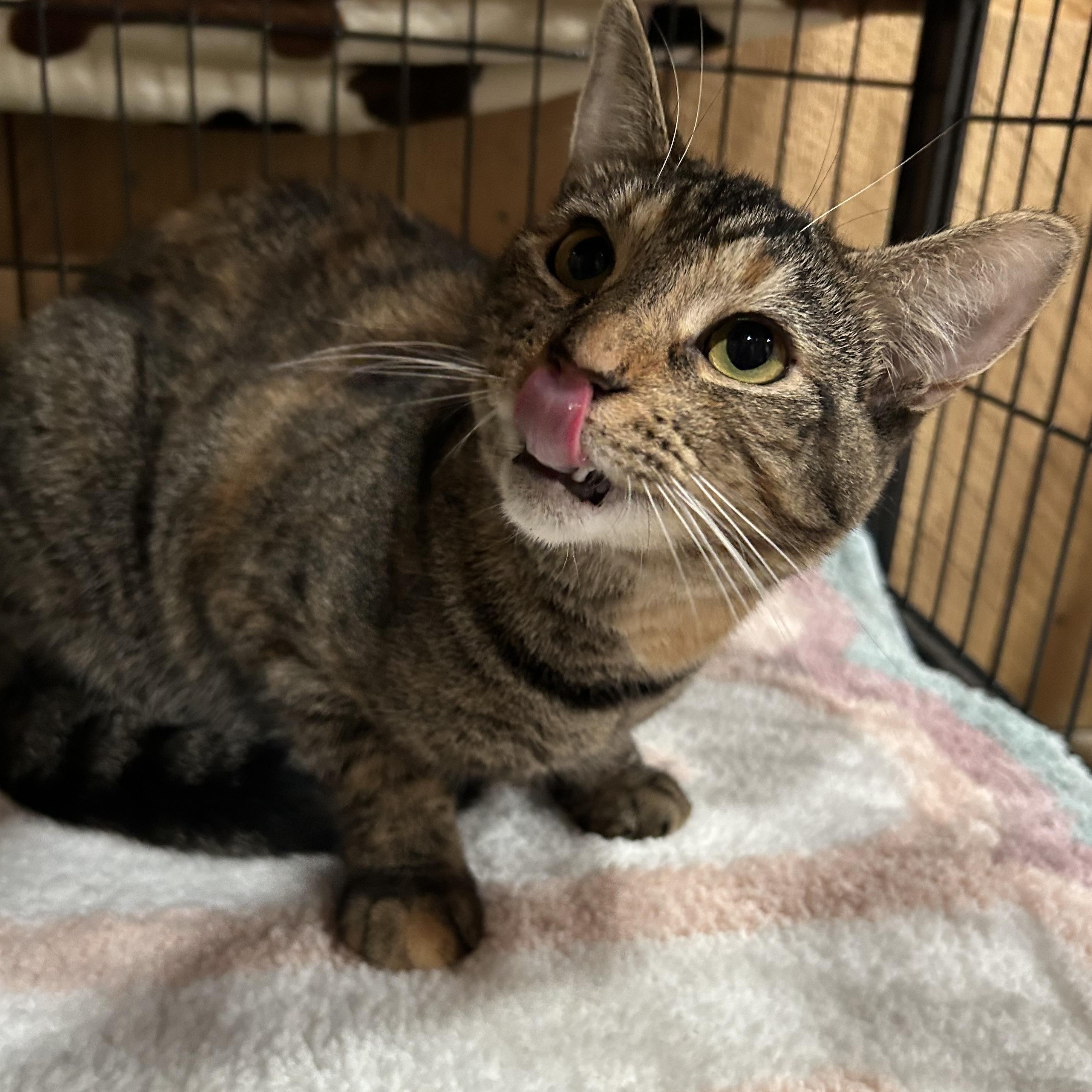Lambchop, a Adoptable Torbie in North Huntingdon, PA image 1/5