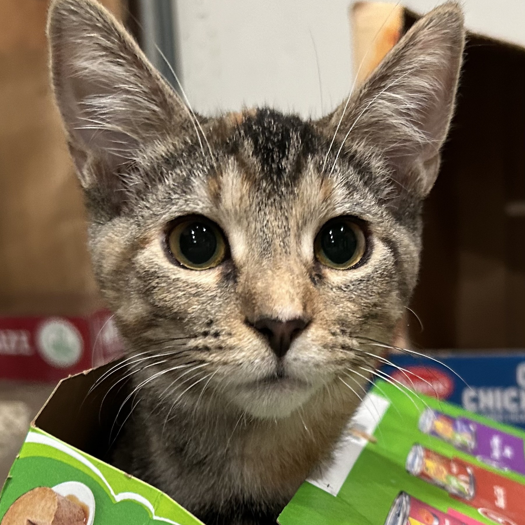 Lambchop, a Adoptable Torbie in North Huntingdon, PA image 3/5