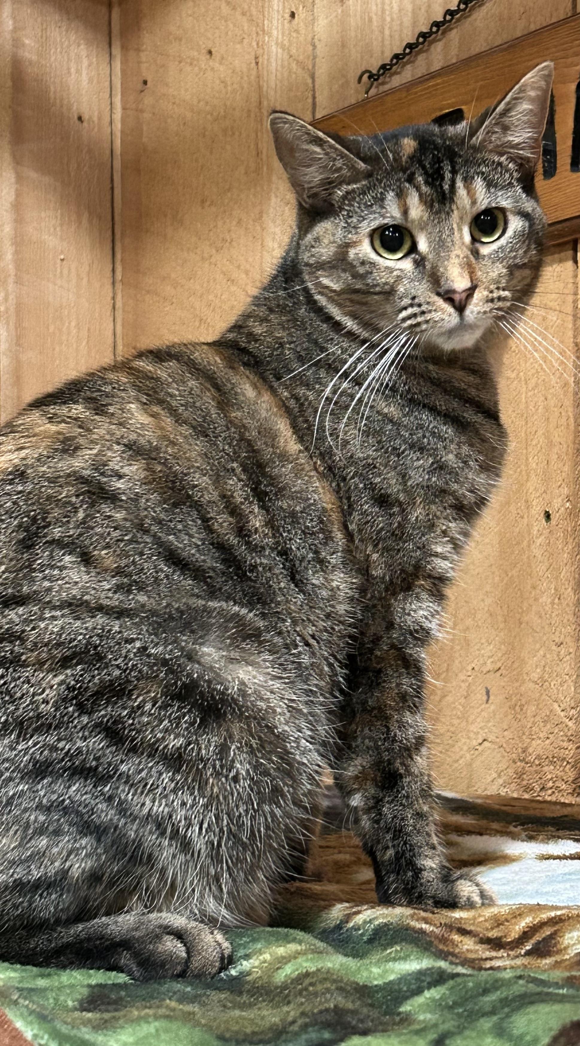 Lambchop, a Adoptable Torbie in North Huntingdon, PA image 2/5