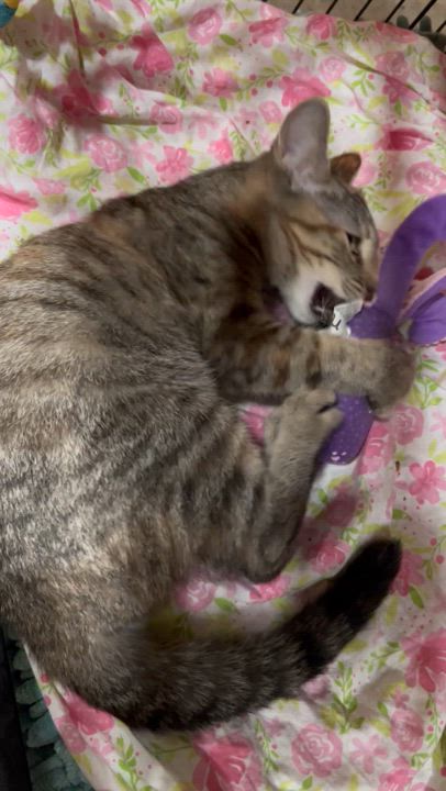 Enlarge Lambchop, a Adoptable Torbie in North Huntingdon, PA video 5/5