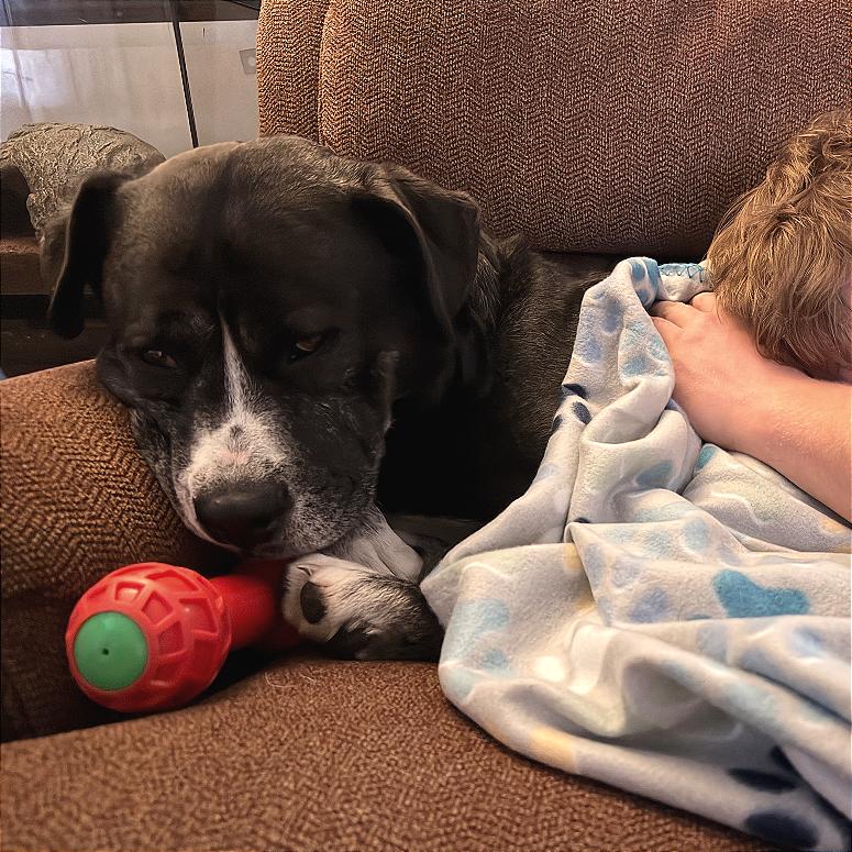 Dexter, Adoptable, Adult Male Mixed Breed.