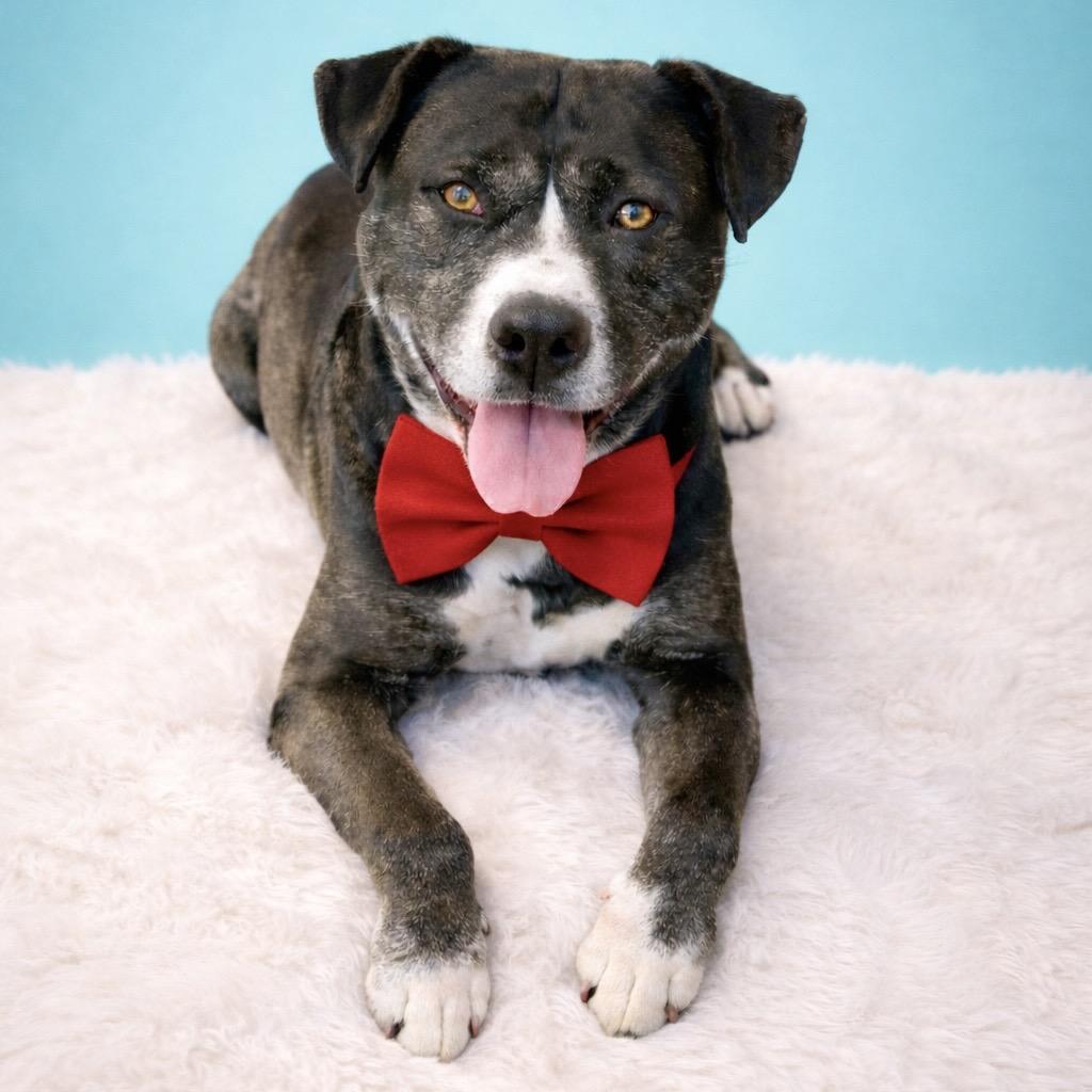 Enlarge Dexter, a Adoptable mixed breed in Binghamton, NY image 2/6