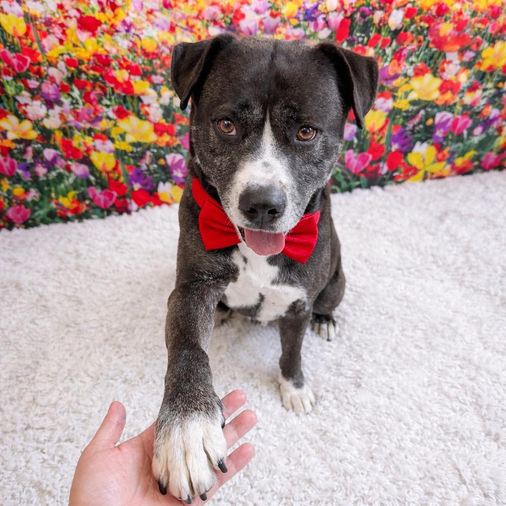 Enlarge Dexter, a Adoptable mixed breed in Binghamton, NY image 3/6