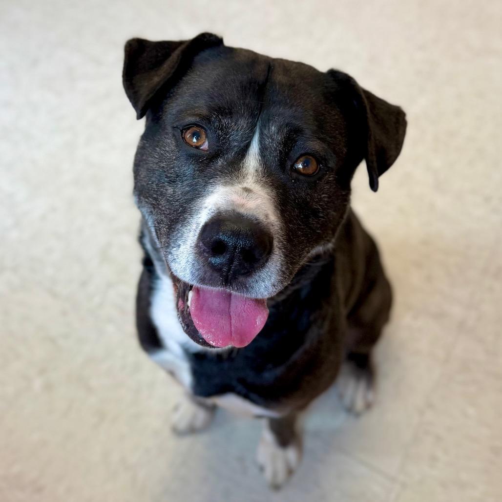 Enlarge Dexter, a Adoptable mixed breed in Binghamton, NY image 4/6