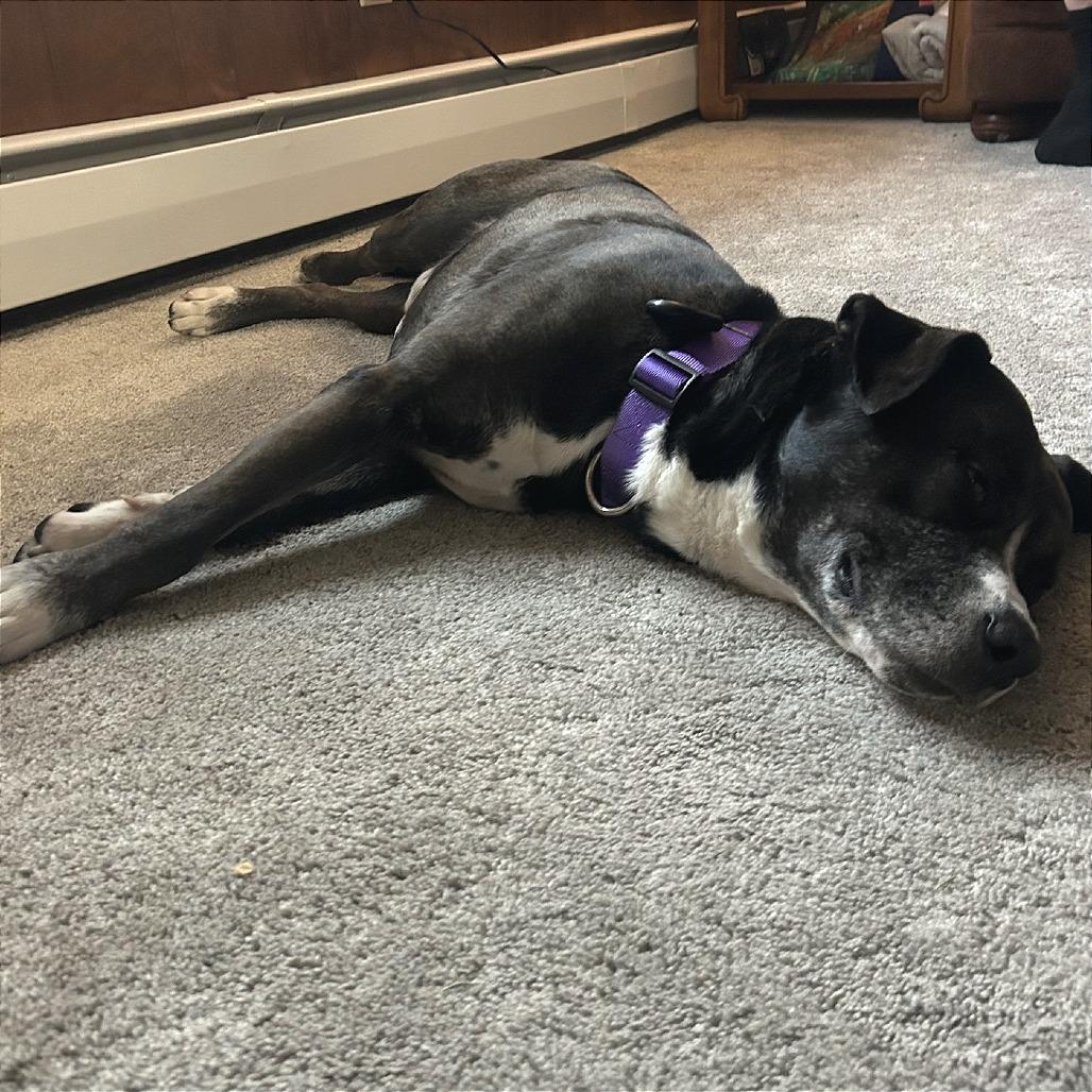 Enlarge Dexter, a Adoptable mixed breed in Binghamton, NY image 5/6