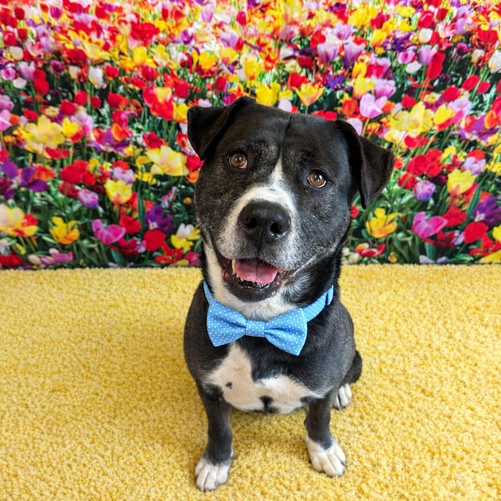 Enlarge Dexter, a Adoptable mixed breed in Binghamton, NY image 6/6