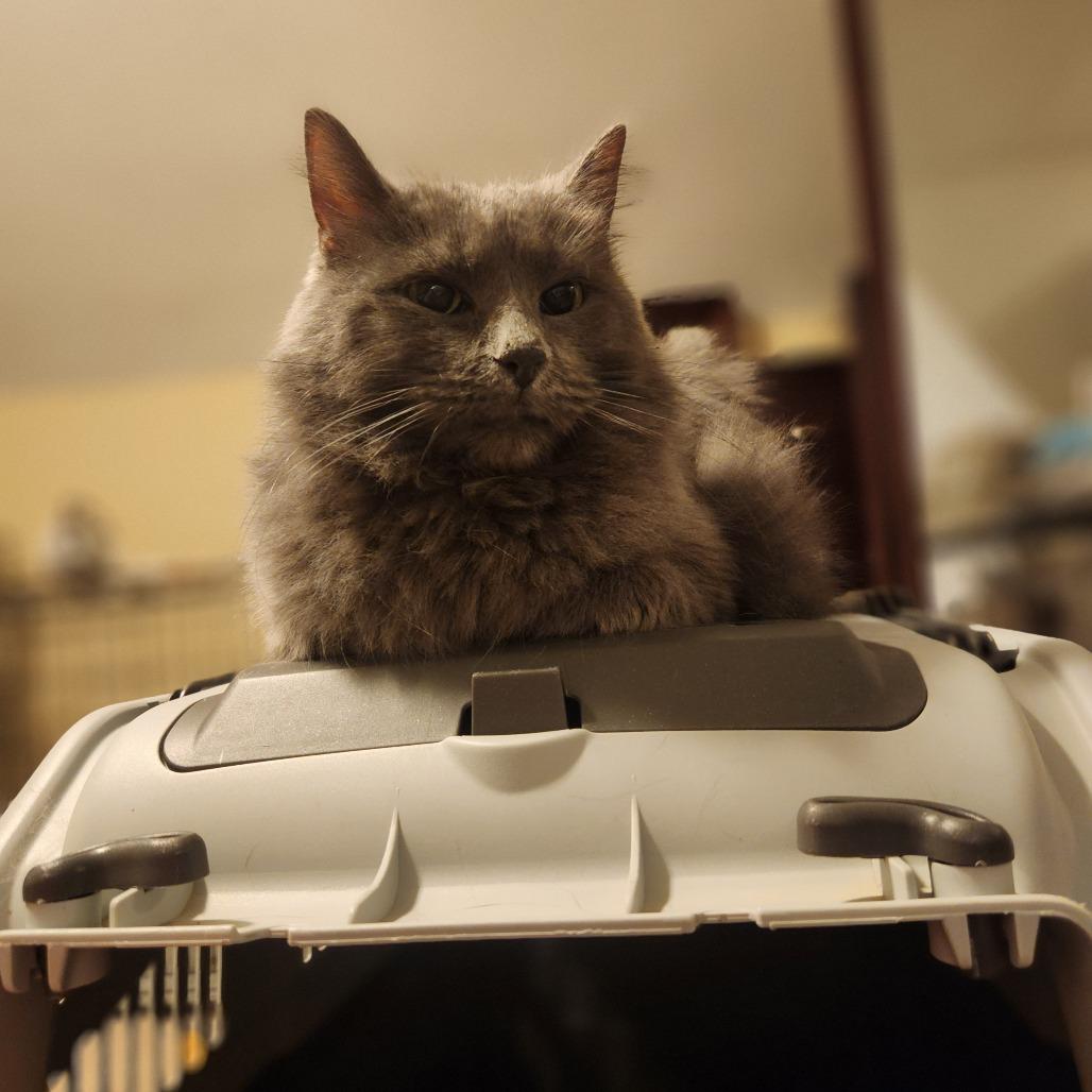 Enlarge Phoebe, a Adoptable Domestic Medium Hair in St. Paul, MN image 1/6