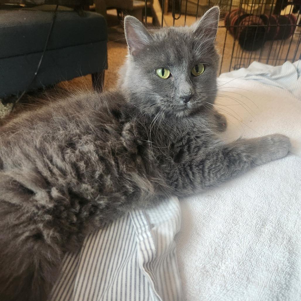 Enlarge Phoebe, a Adoptable Domestic Medium Hair in St. Paul, MN image 2/6