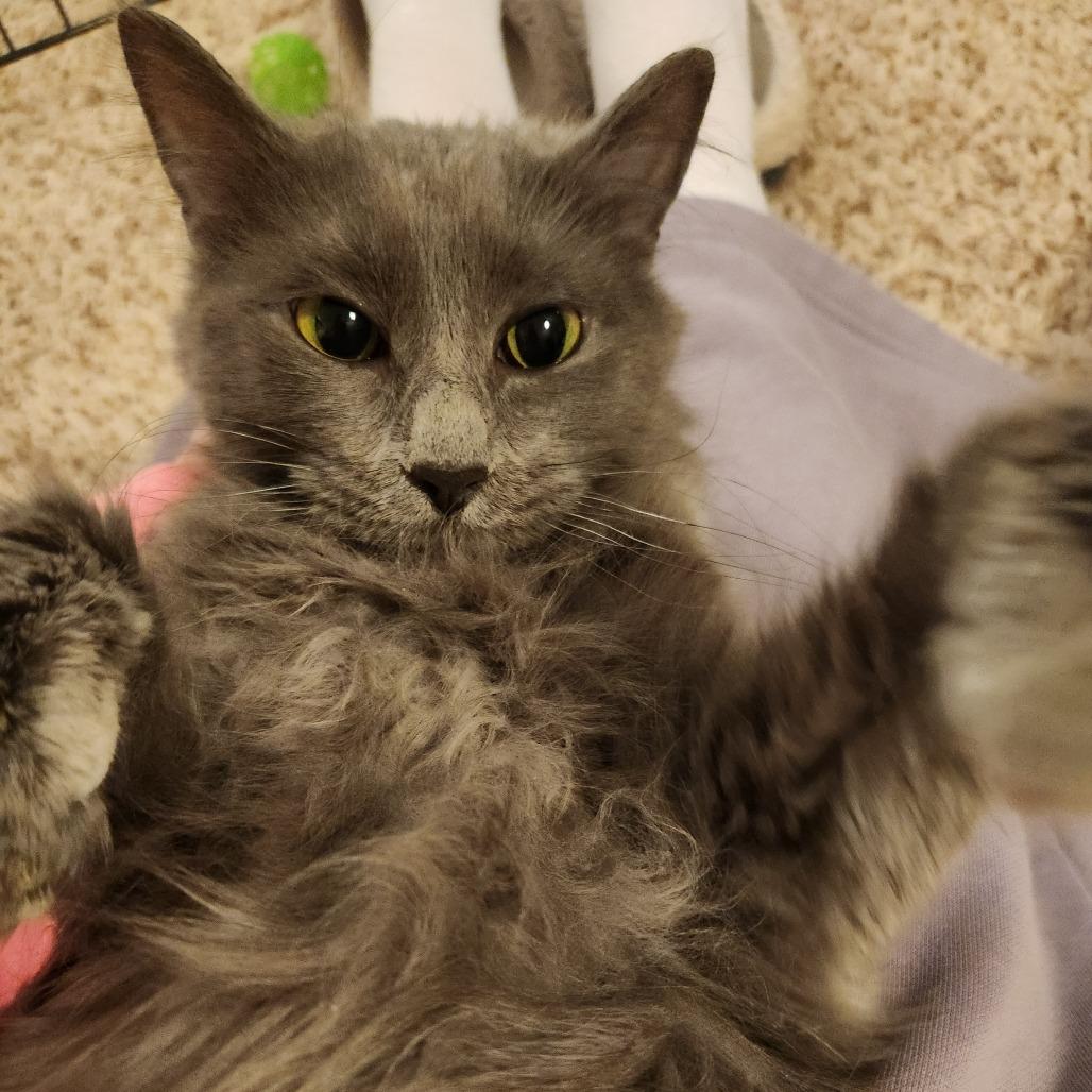 Enlarge Phoebe, a Adoptable Domestic Medium Hair in St. Paul, MN image 3/6