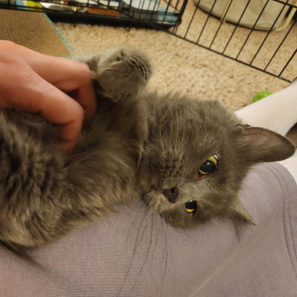 Enlarge Phoebe, a Adoptable Domestic Medium Hair in St. Paul, MN image 4/6