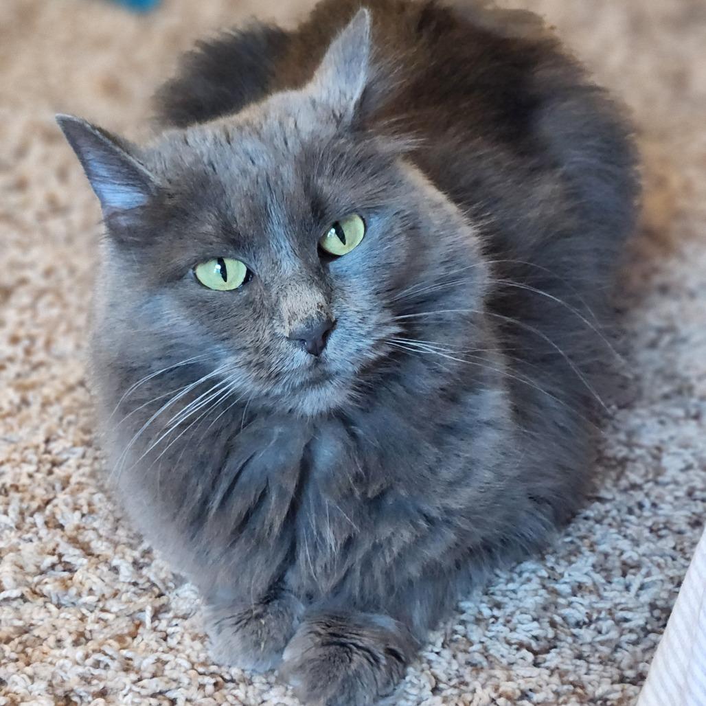 Enlarge Phoebe, a Adoptable Domestic Medium Hair in St. Paul, MN image 5/6
