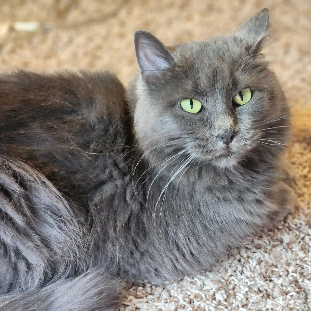 Enlarge Phoebe, a Adoptable Domestic Medium Hair in St. Paul, MN image 6/6