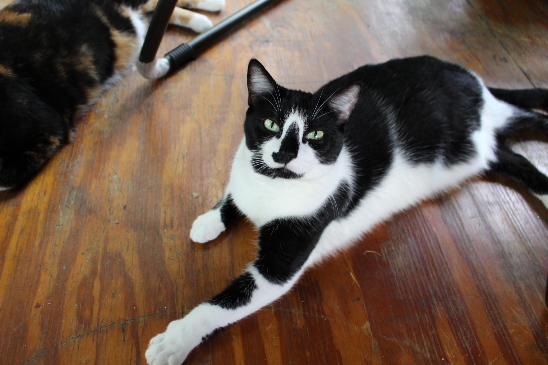 Sam, FL., Adoptable, Senior Male Bombay & Domestic Short Hair.