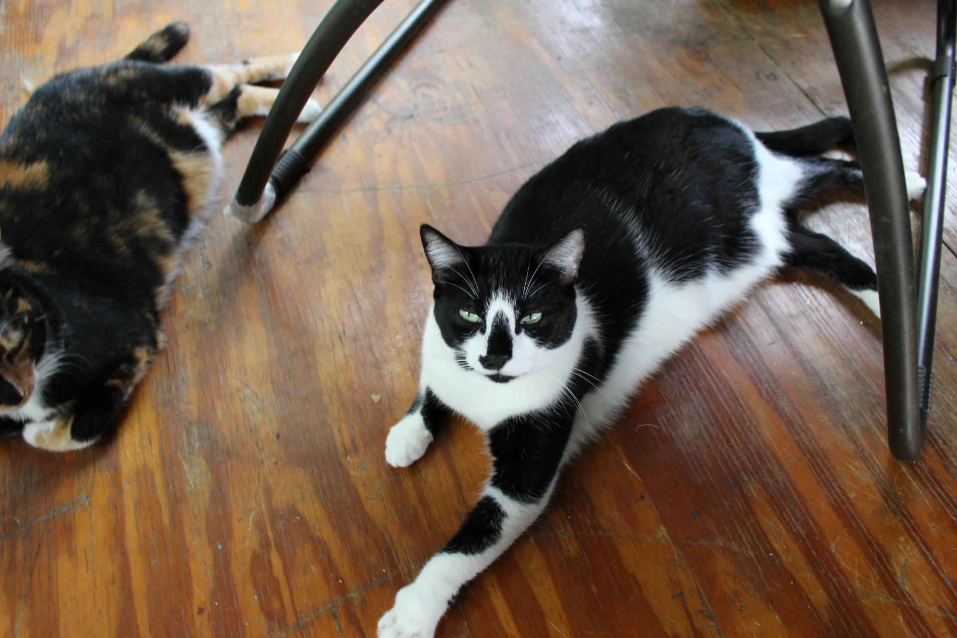 Enlarge Sam, FL., a Adoptable mixed breed in Miami Beach, FL image 2/6