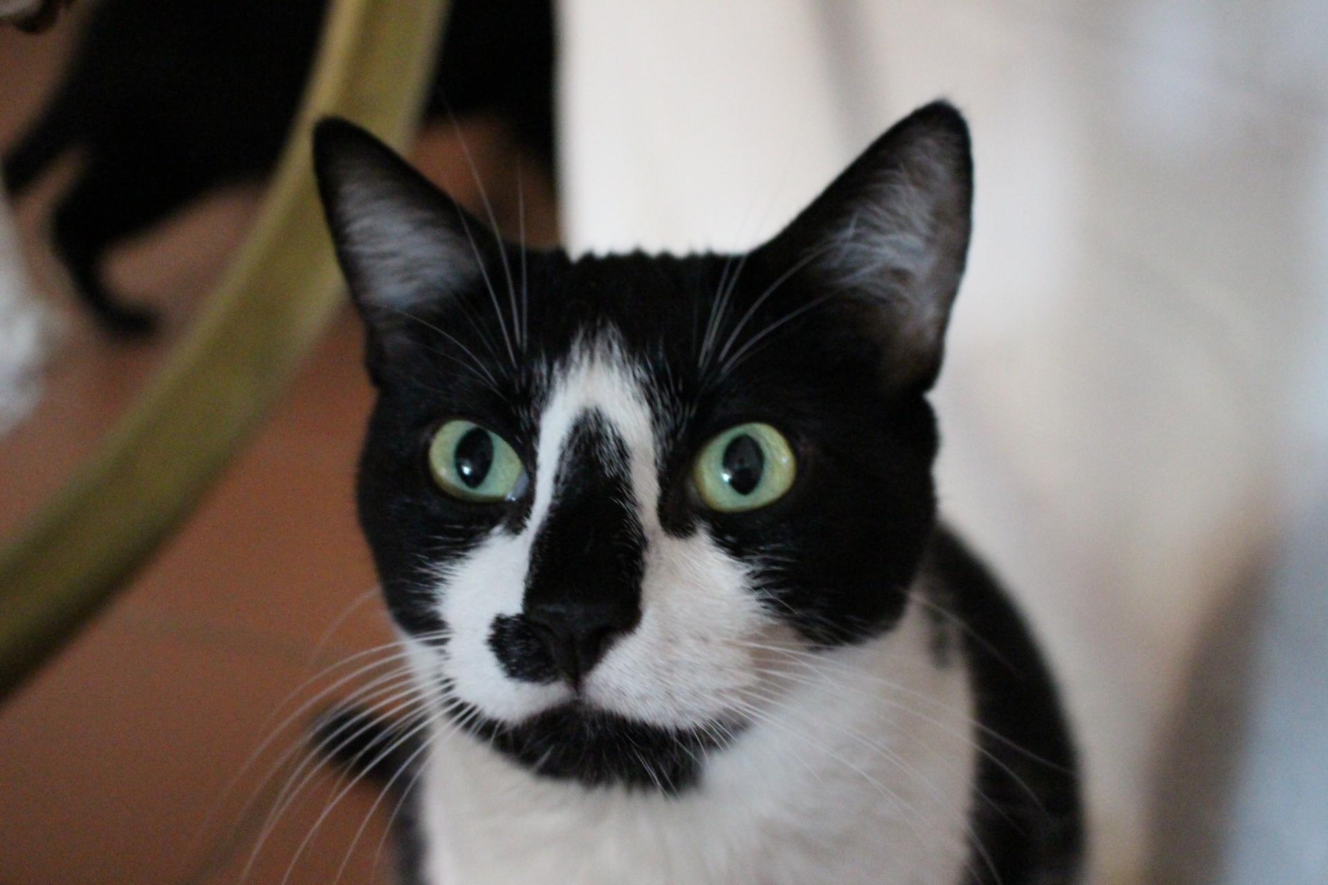 Enlarge Sam, FL., a Adoptable mixed breed in Miami Beach, FL image 3/6