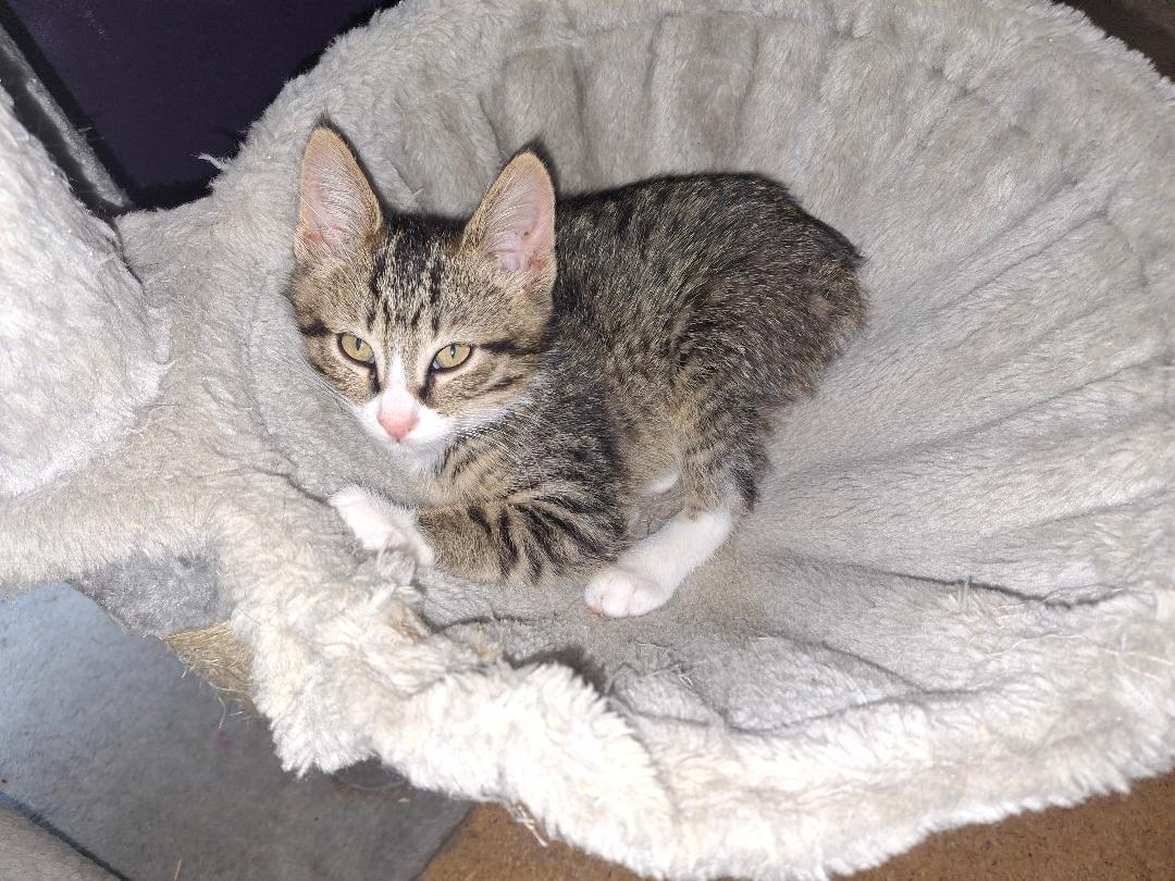 Franklin, ADOPTABLE, Kitten Male Domestic Short Hair.