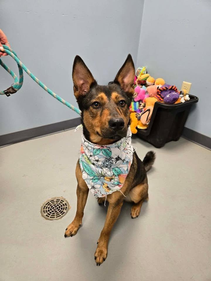 Enlarge Poppy, a ADOPTABLE mixed breed in Zanesville, OH image 2/2
