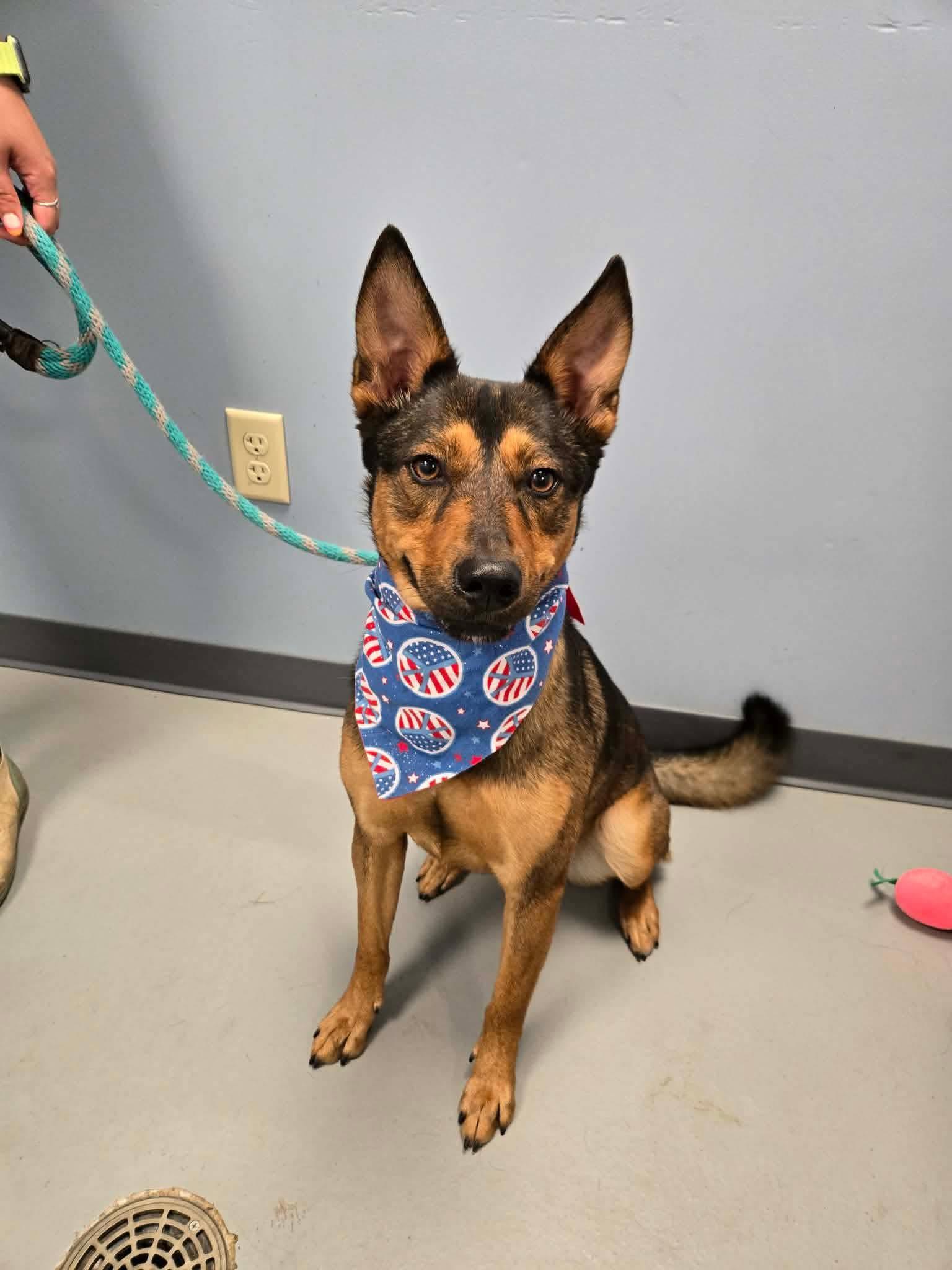 Enlarge Poppy, a ADOPTABLE mixed breed in Zanesville, OH image 1/2