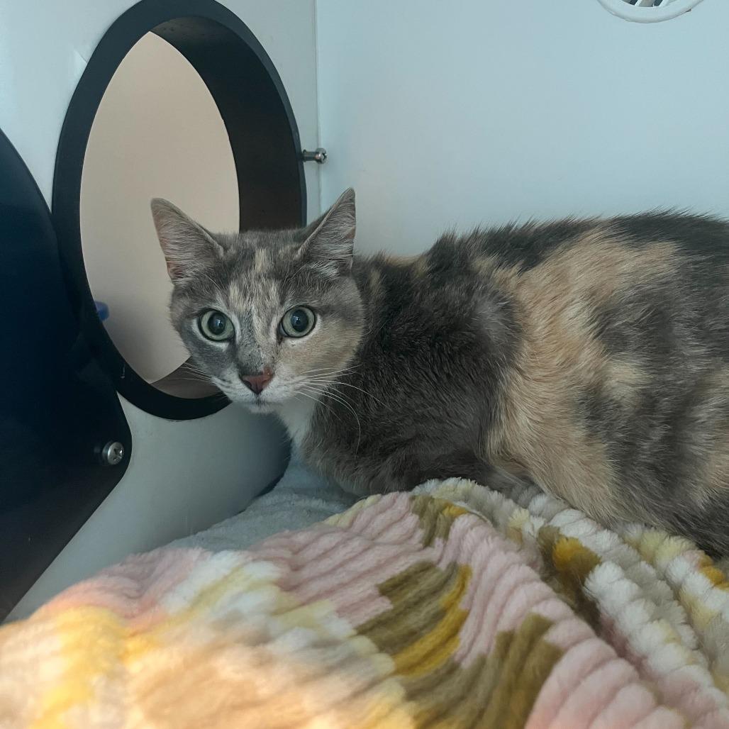 Molly, Adoptable, Adult Female Domestic Short Hair.