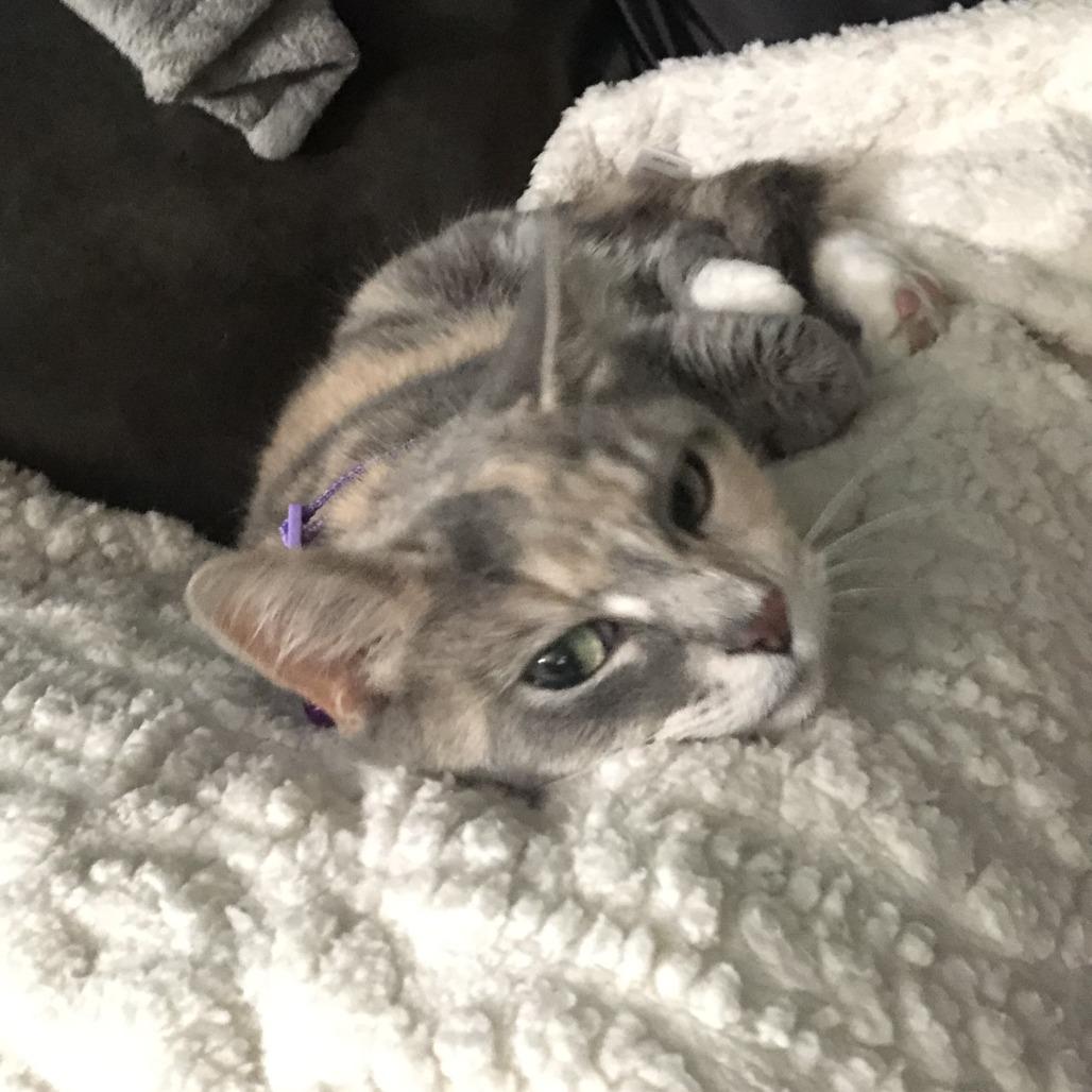 Enlarge Molly, a Adoptable Domestic Short Hair in Matteson, IL image 2/6