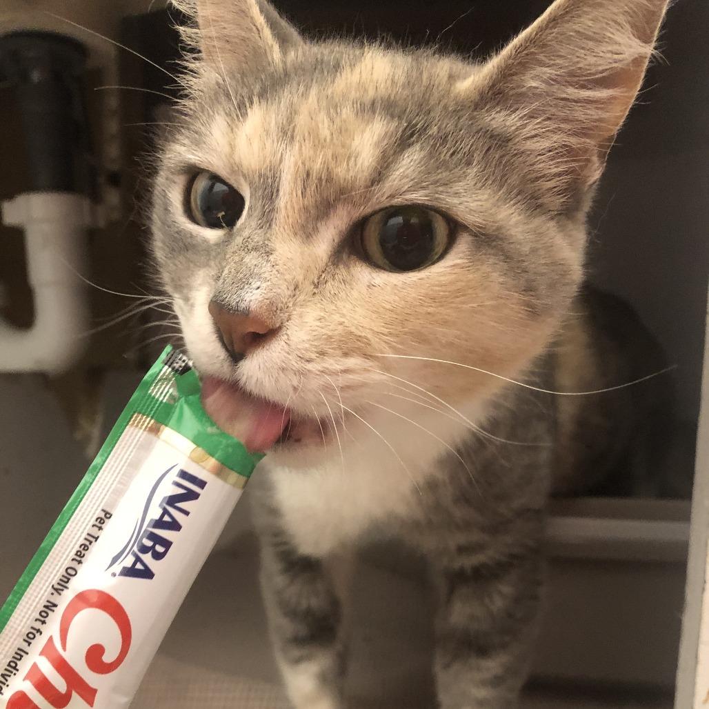 Enlarge Molly, a Adoptable Domestic Short Hair in Matteson, IL image 3/6