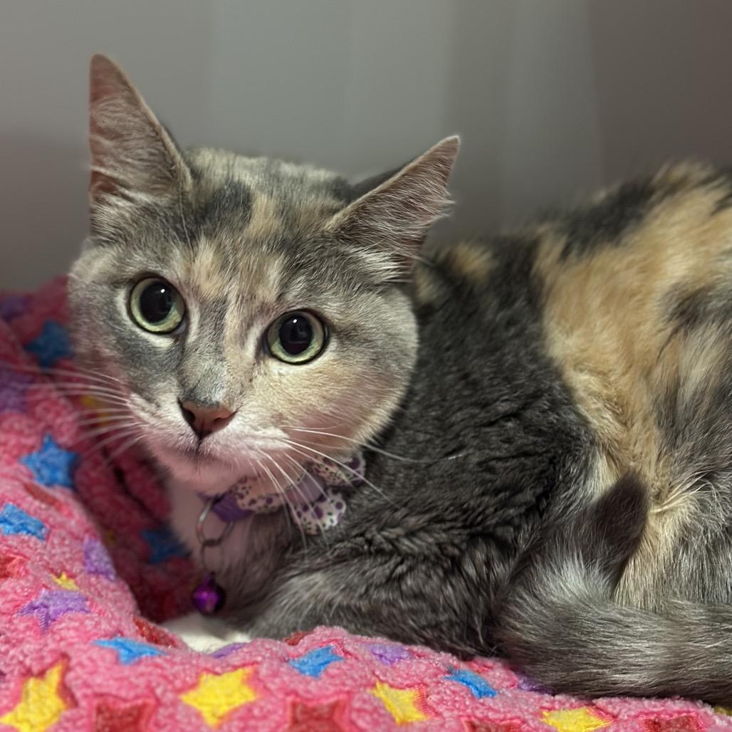 Enlarge Molly, a Adoptable Domestic Short Hair in Matteson, IL image 4/6