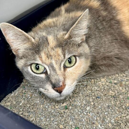 Enlarge Molly, a Adoptable Domestic Short Hair in Matteson, IL image 2/2