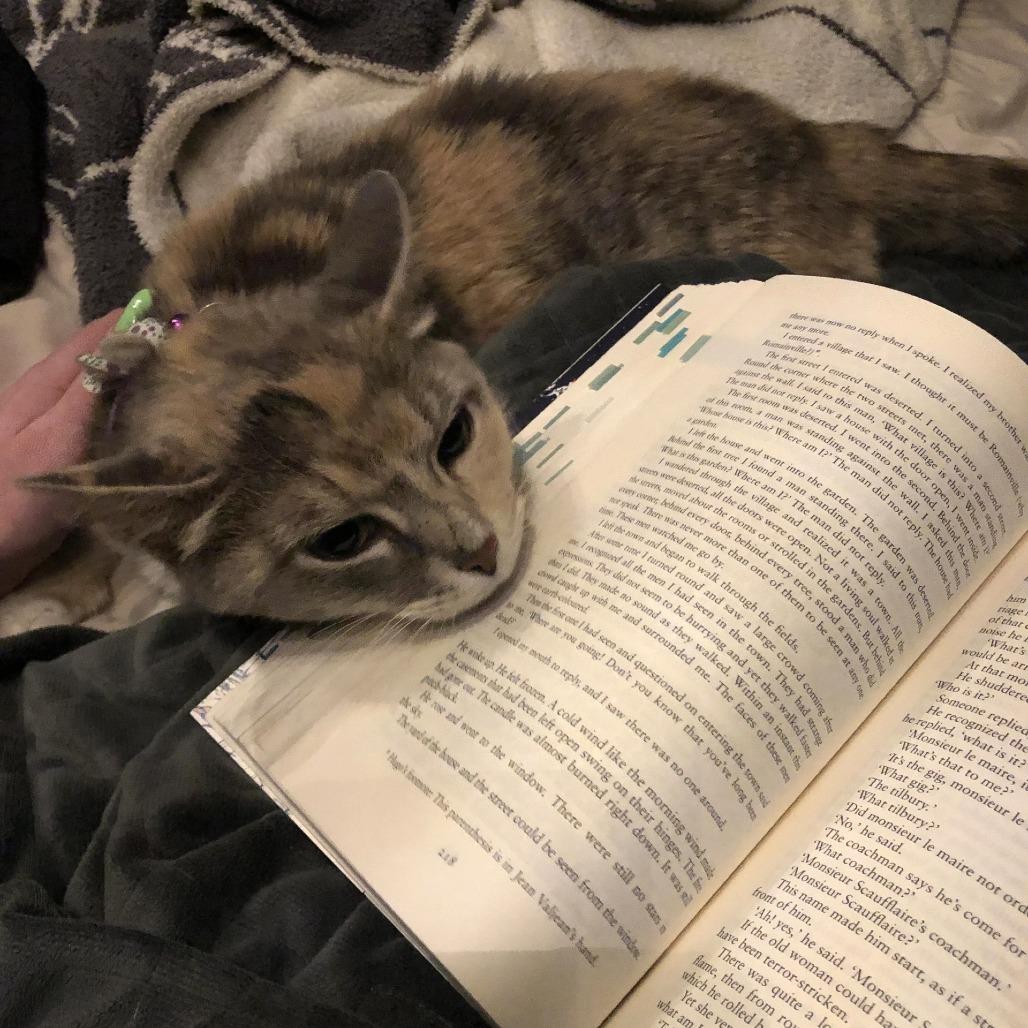 Enlarge Molly, a Adoptable Domestic Short Hair in Matteson, IL image 6/6