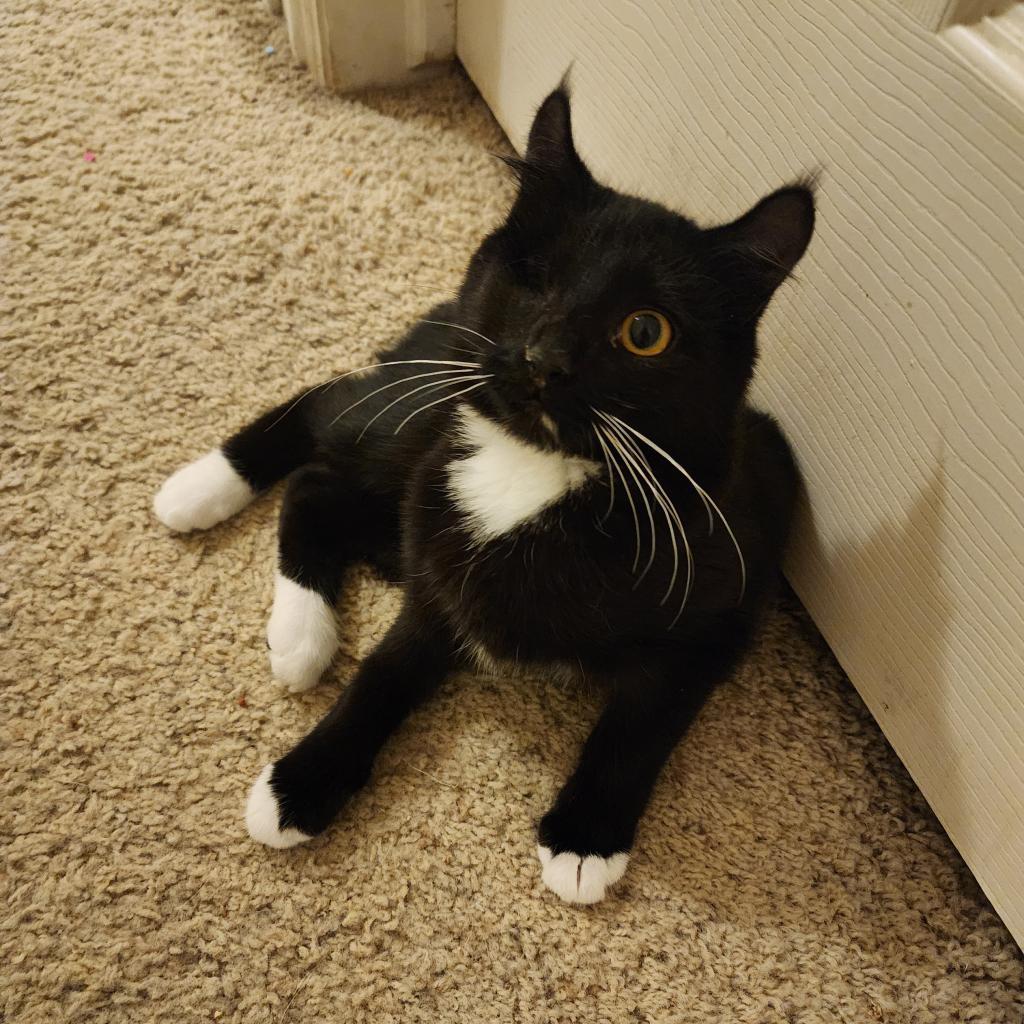 Tarot Casper, Adoptable, Adult Female American Curl.