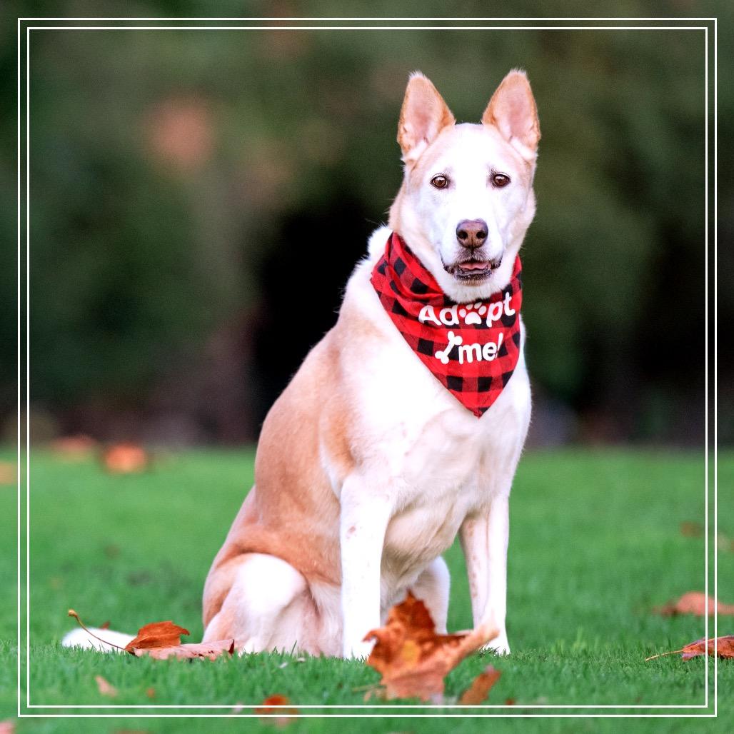 Enlarge Aspen, a Adoptable Siberian Husky in Upland, CA image 1/6