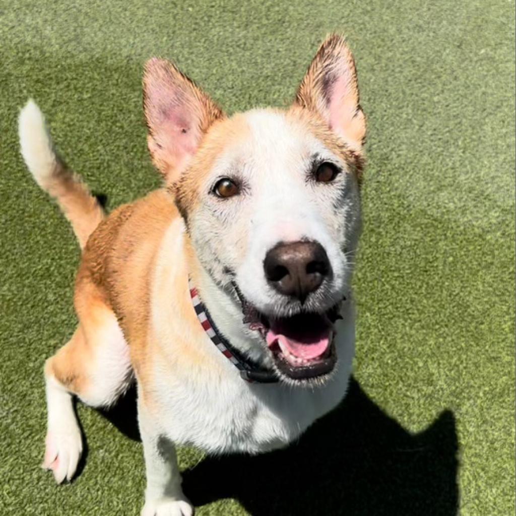 Enlarge Aspen, a Adoptable Siberian Husky in Upland, CA image 2/6