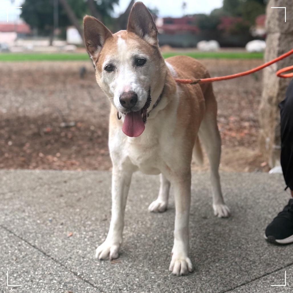 Enlarge Aspen, a Adoptable Siberian Husky in Upland, CA image 3/6