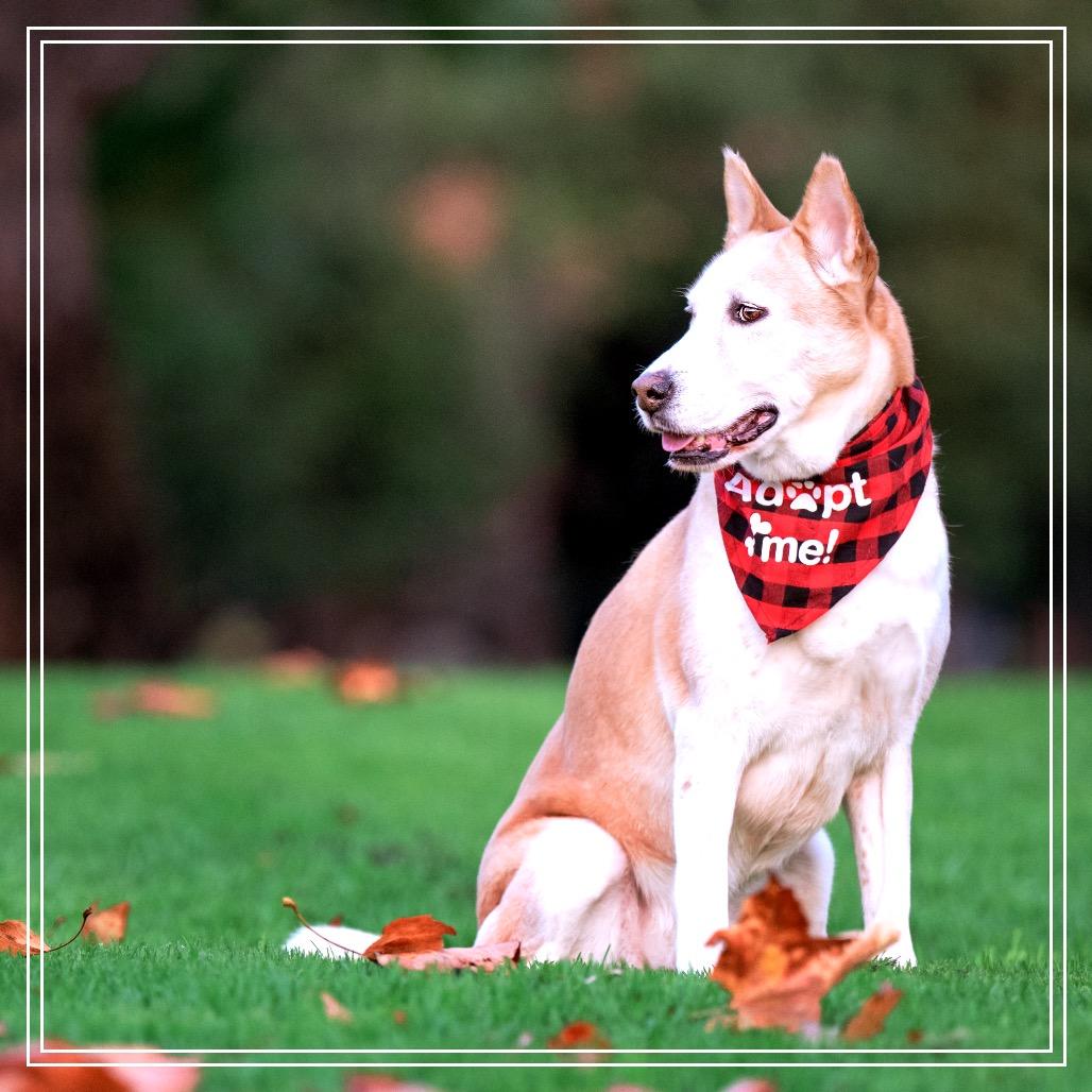 Enlarge Aspen, a Adoptable Siberian Husky in Upland, CA image 4/6