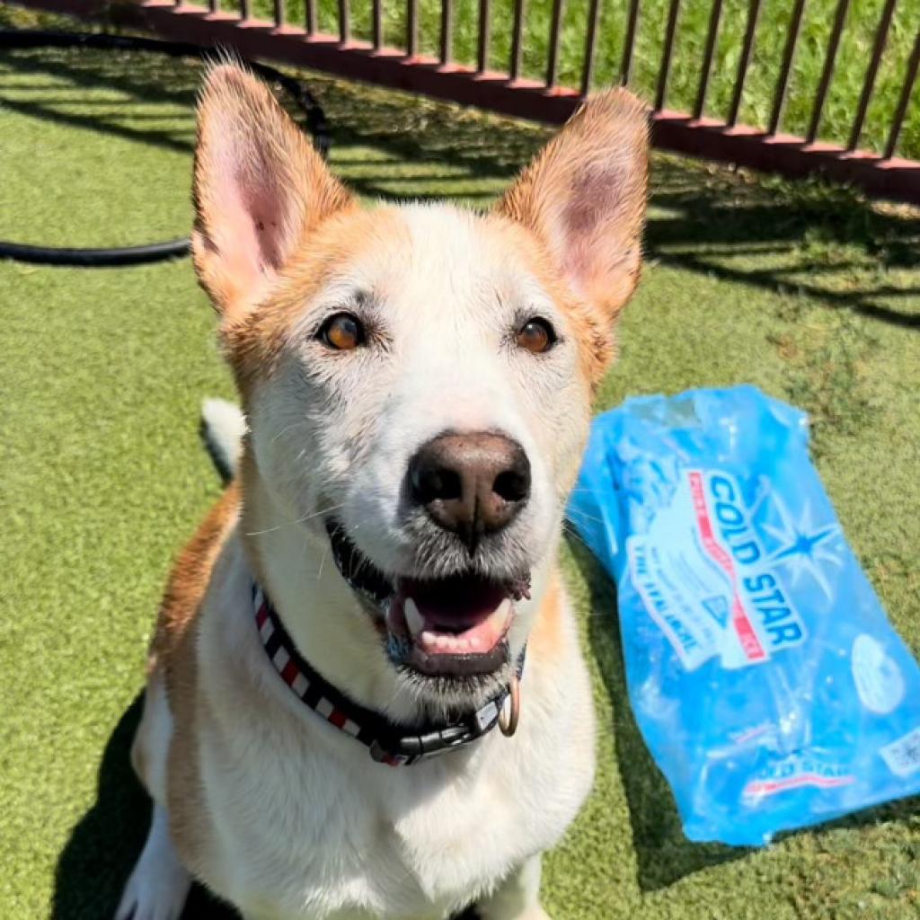 Enlarge Aspen, a Adoptable Siberian Husky in Upland, CA image 5/6