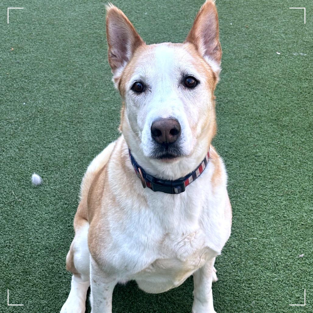 Enlarge Aspen, a Adoptable Siberian Husky in Upland, CA image 6/6