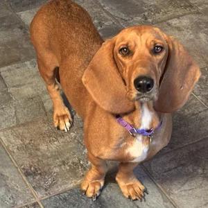 Enlarge Betty, a Adoptable mixed breed in St. Paul, MN image 2/3