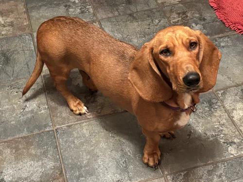 Enlarge Betty, a Adoptable mixed breed in St. Paul, MN image 1/3
