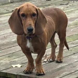 Enlarge Betty, a Adoptable mixed breed in St. Paul, MN image 3/3