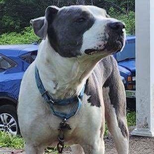 Kado, an adopted mixed breed in Painesville, OH image 2/3
