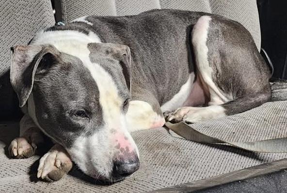 Kado, an adopted mixed breed in Painesville, OH image 3/3