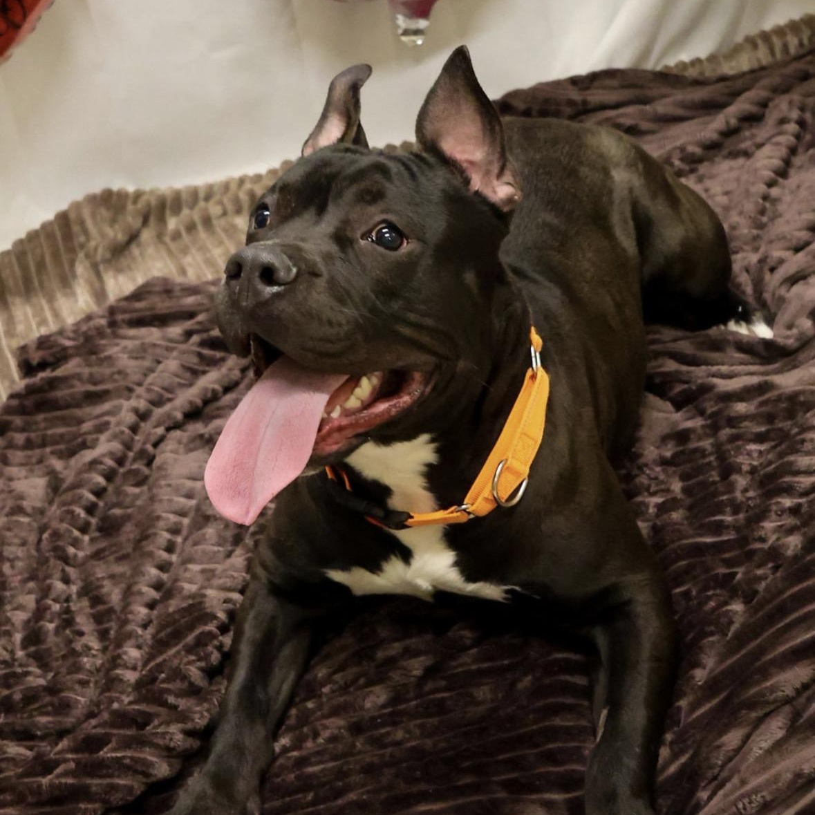 Beefy, an adopted mixed breed in Youngstown, OH image 1/5