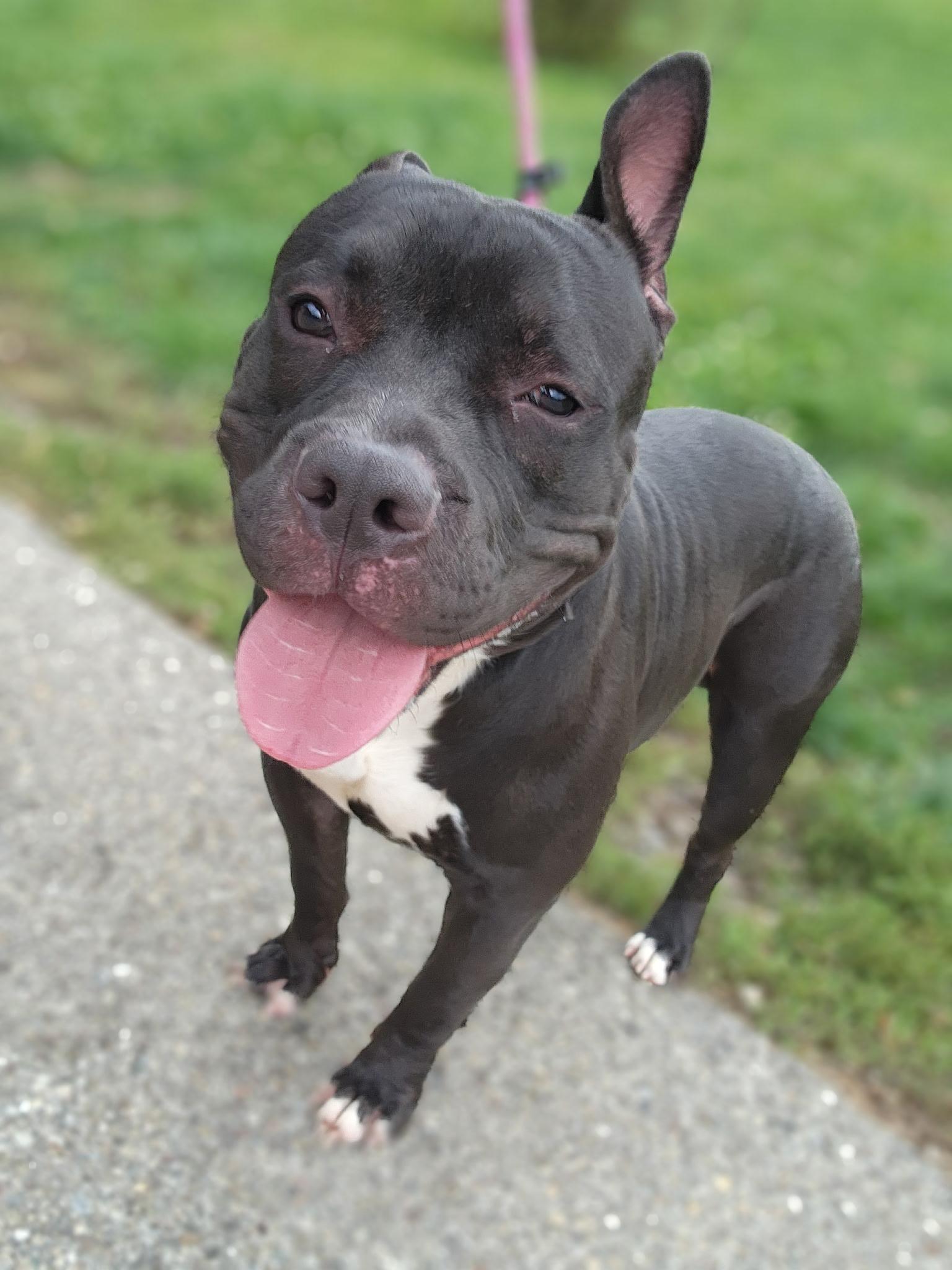 Beefy, a Adoptable mixed breed in Youngstown, OH image 2/3