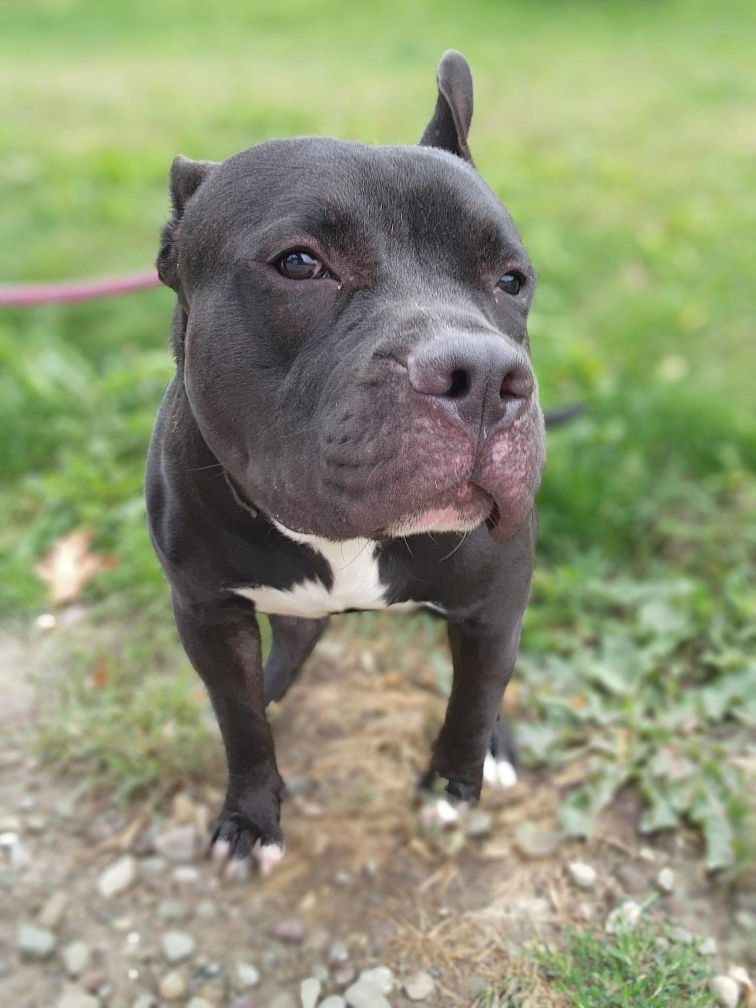 Beefy, a Adoptable mixed breed in Youngstown, OH image 3/3