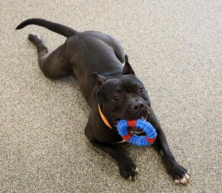 Beefy, an adopted mixed breed in Youngstown, OH image 2/5