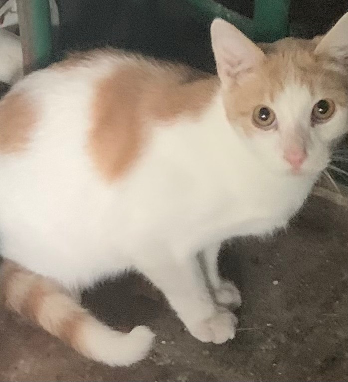 MOMMA and SON, a Adoptable Domestic Short Hair in El Cajon, CA image 1/12