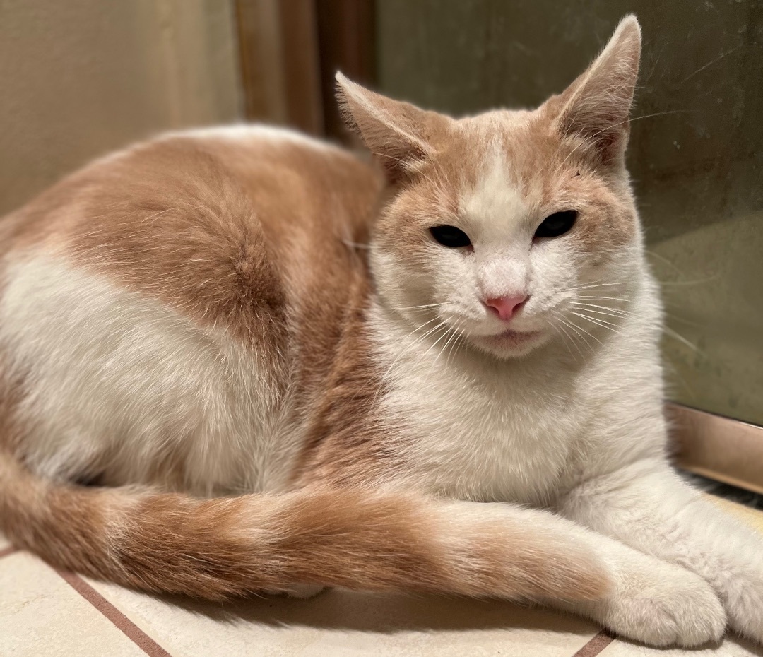 MOMMA and SON, a Adoptable Domestic Short Hair in El Cajon, CA image 2/12