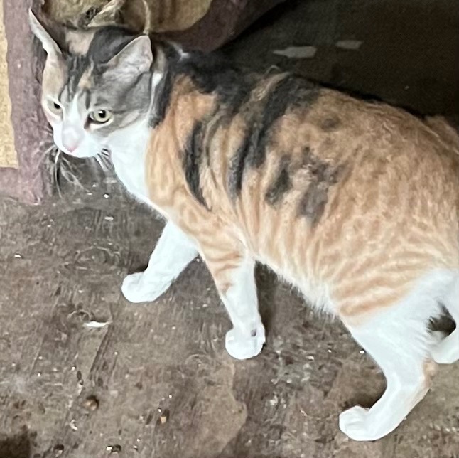 MOMMA and SON, a Adoptable Domestic Short Hair in El Cajon, CA image 5/12