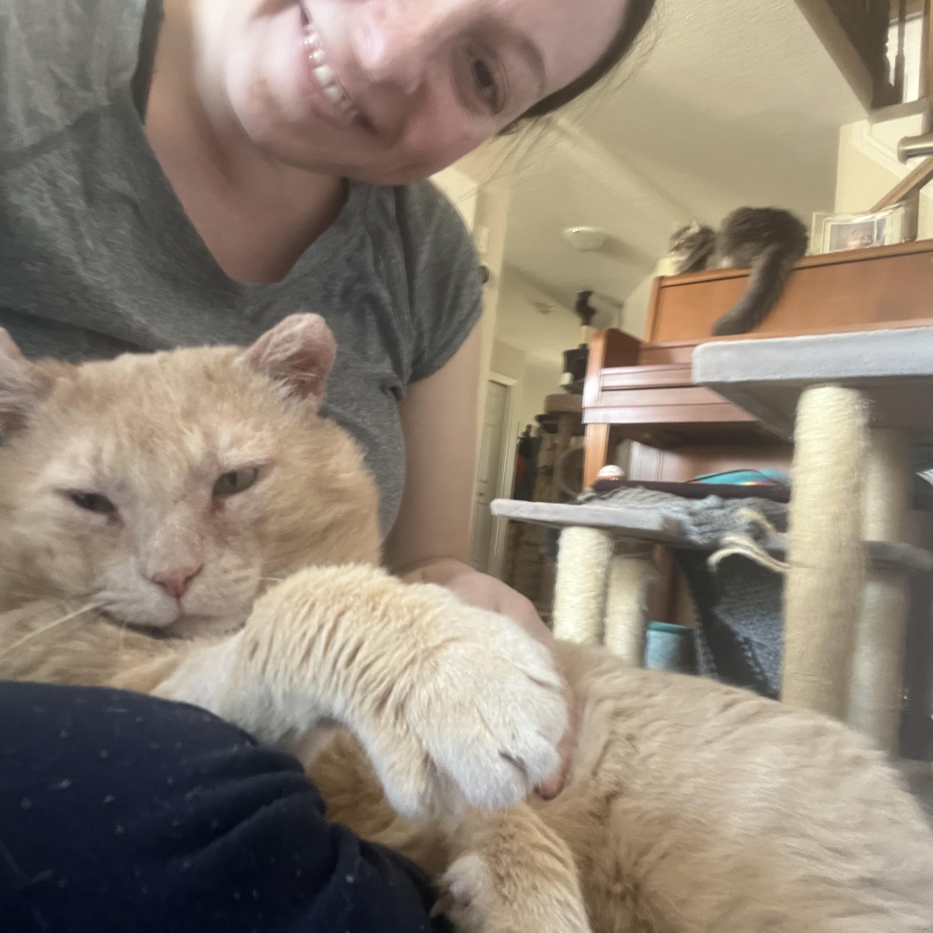 Milton, Adult Male Domestic Short Hair