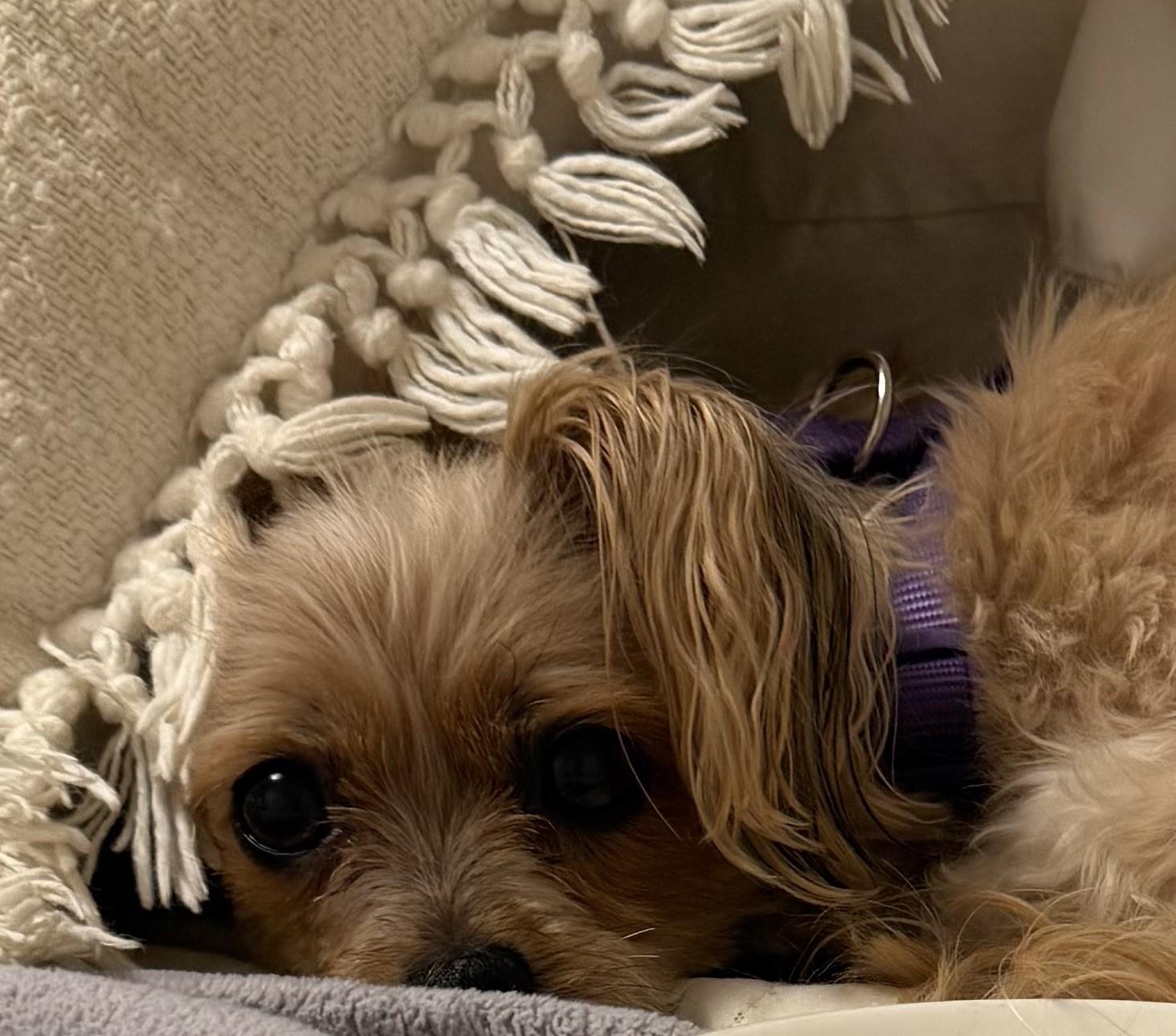 Enlarge Lacey, a ADOPTABLE Yorkshire Terrier in Springfield, VA image 2/3