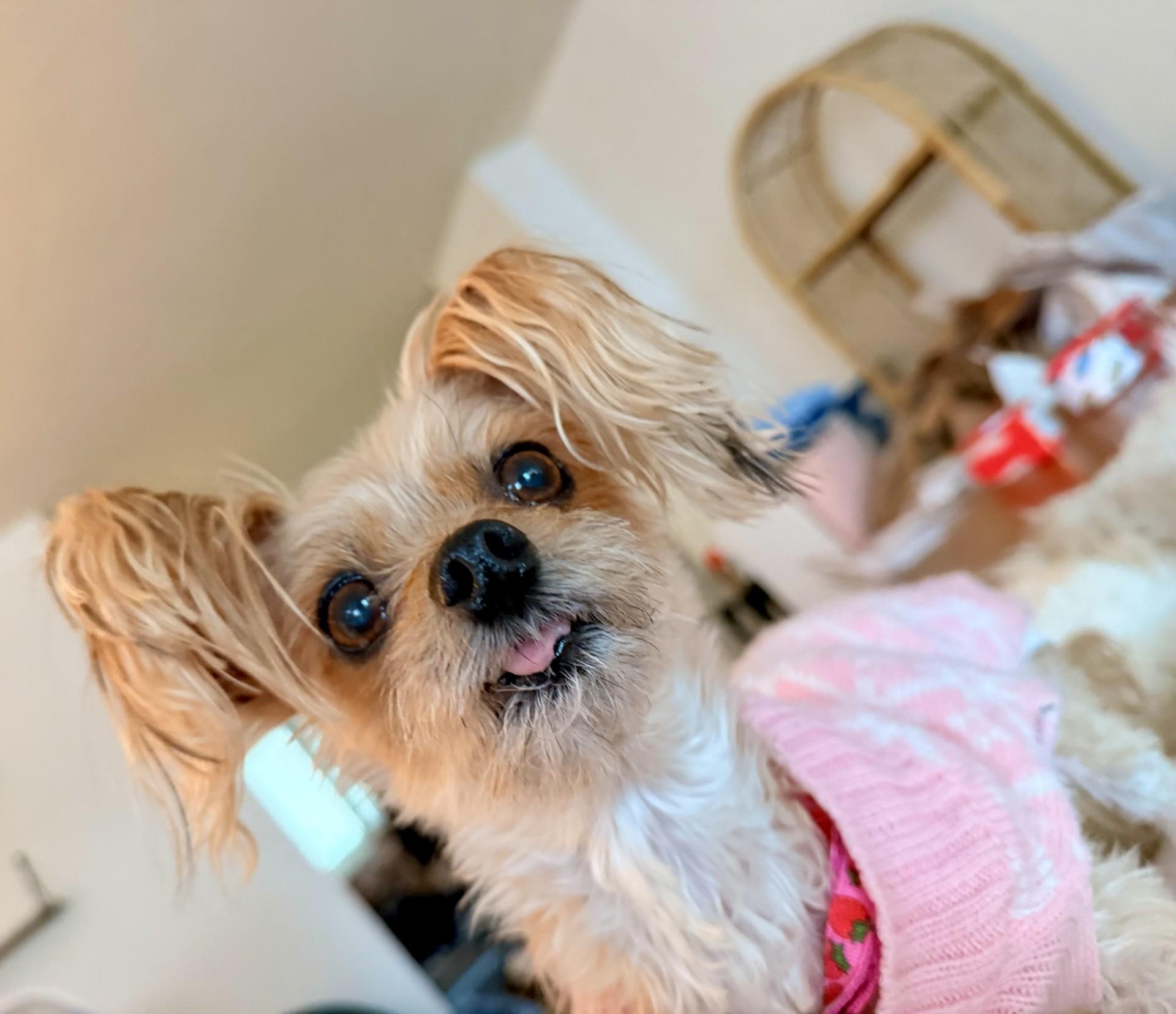 Lacey, ADOPTABLE, Senior Female Yorkshire Terrier.
